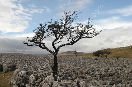 Limestone Pavement Yorkshire Dales